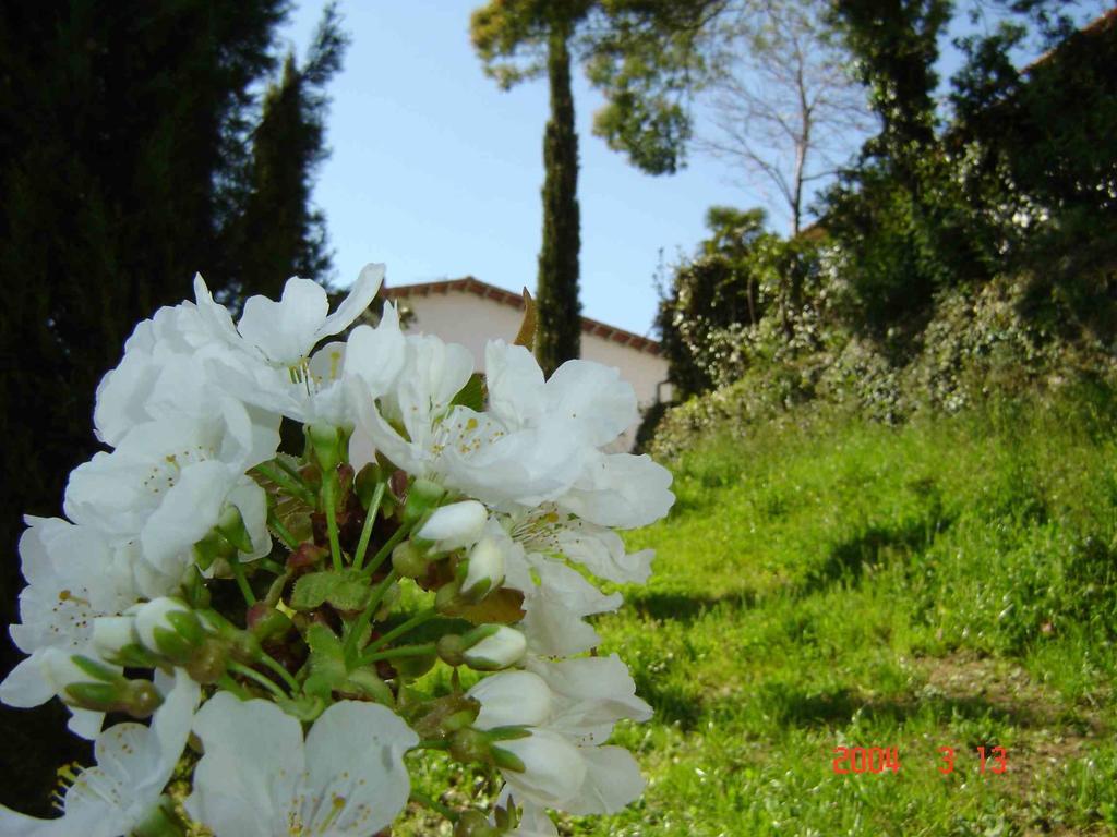 Podere"Sulle Soglie Del Bosco" Appartament And Rooms Pescia Exteriör bild